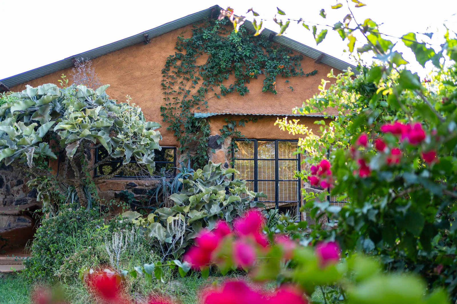 Bougainvillea and succulents against the ochre wall of the cottage at Laikipia Nest