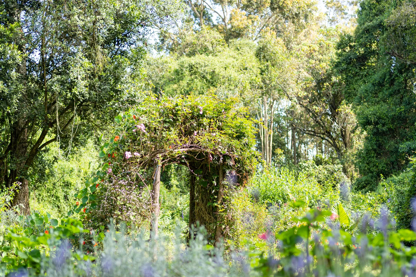 A rose-covered arch in the garden at Gilgil Nest, surrounded by lavender and nasturtiums