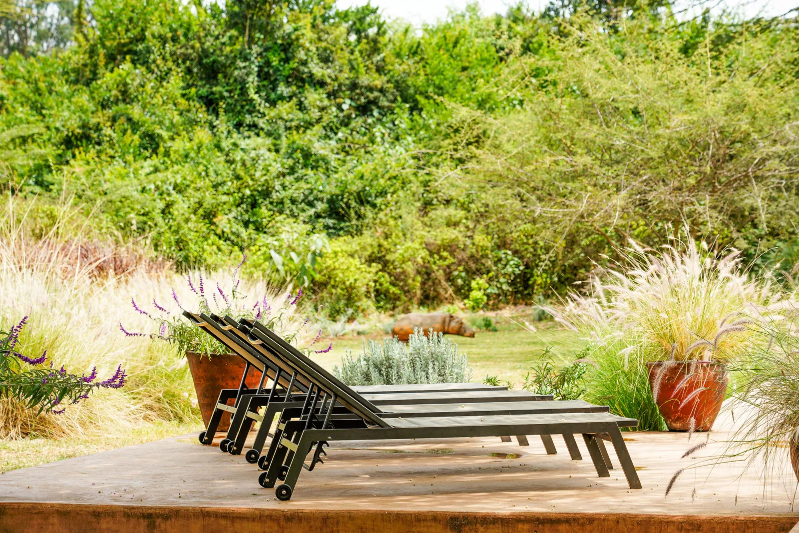 A sun lounger set out in the long grass at Nairobi Pool Nest