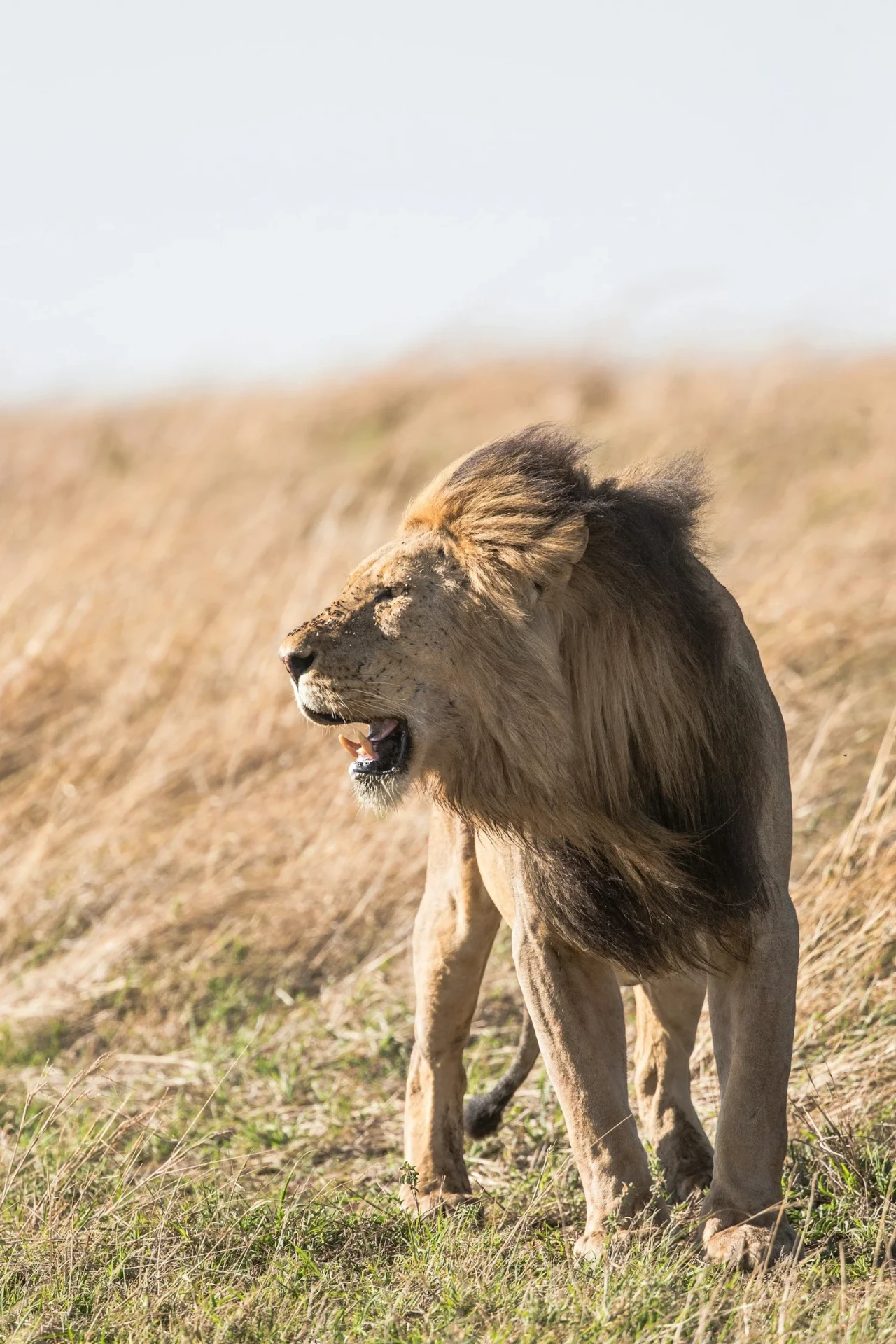 A lion walking through the long grass on the Ol Maisor conservancy in Laikipia