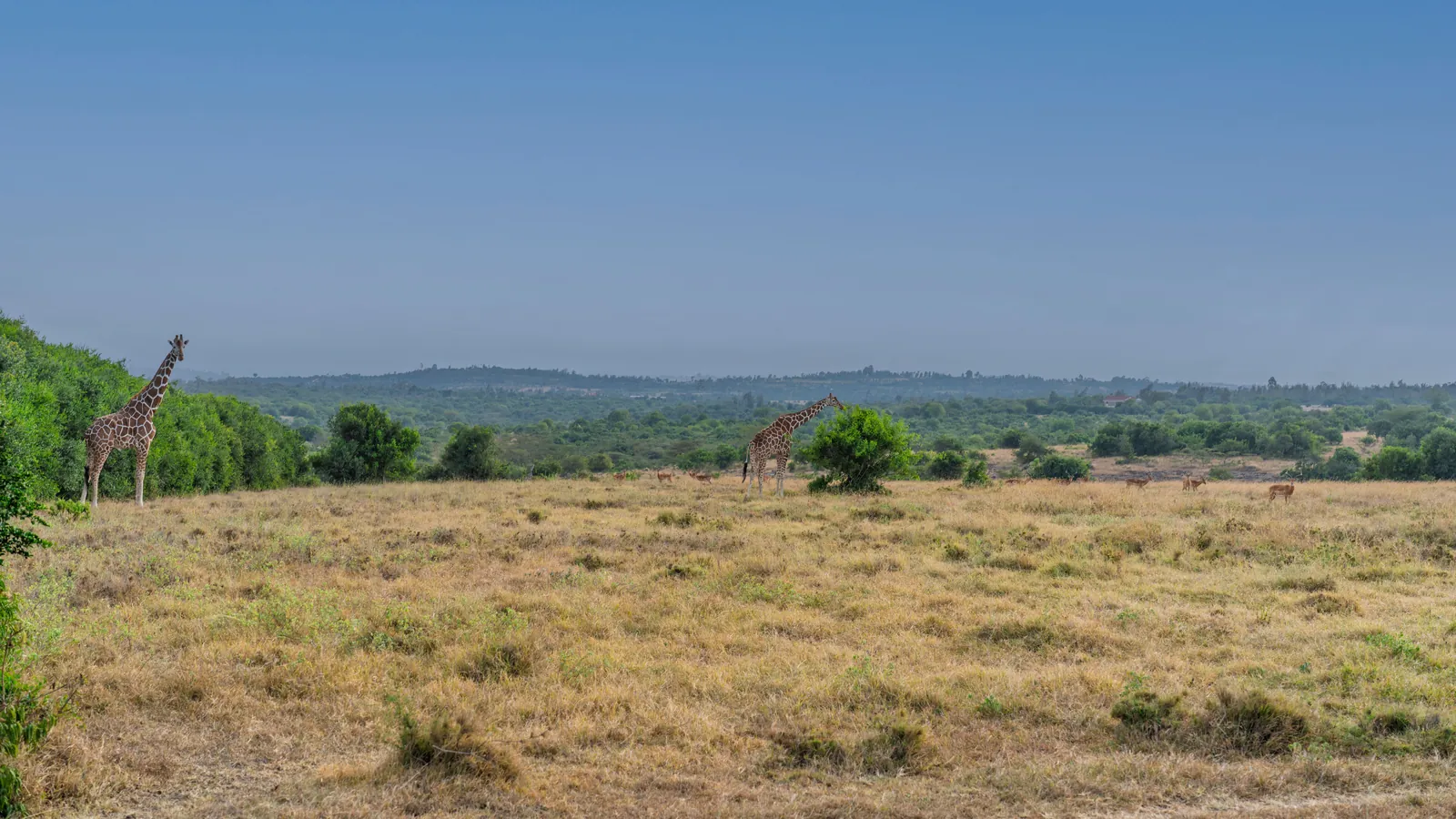 Giraffe grazing on Sangare Conservancy near Asili Cottage